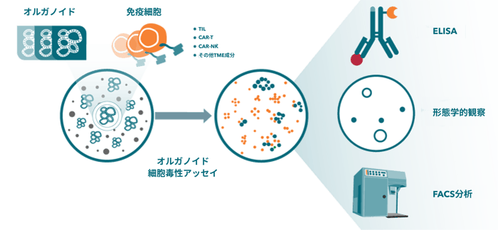 Organoids-for-Immunotherapy-JP
