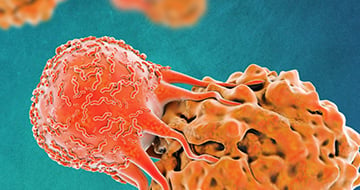 がん免疫のための3D in vitro ハイコンテンツイメージング (HCI)